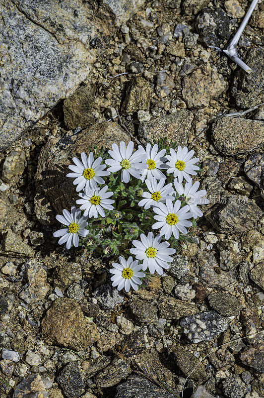 Monoptilon bellioides，沙漠之星，也被称为莫哈韦沙漠之星，发现于加州约书亚树国家公园